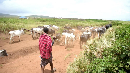 massai