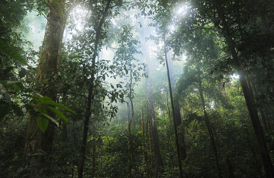 jungle-601542_960_720 jungle-601542_960_720