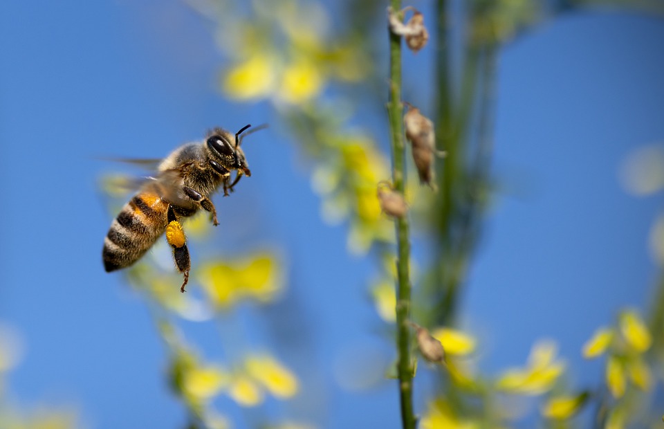 bienen