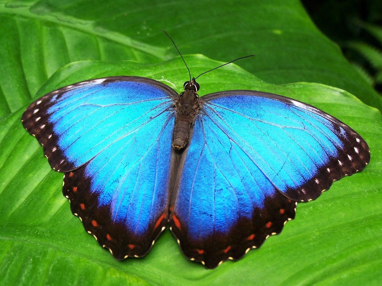 butterfly-gc367eeb18_1280