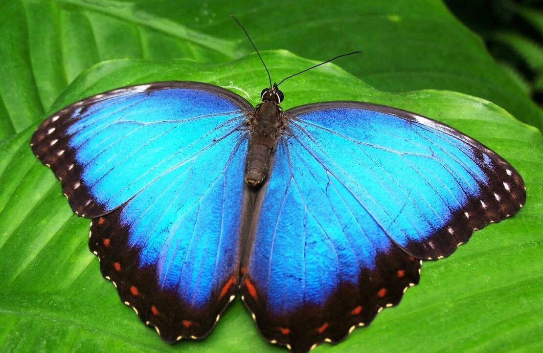 butterfly-gc367eeb18_1280 butterfly-gc367eeb18_1280