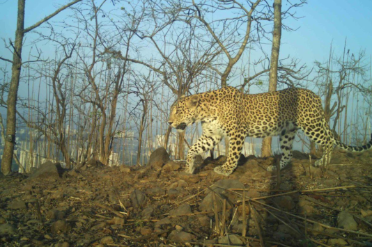 leoparden_indien1