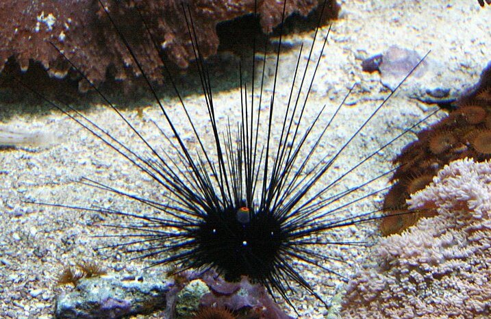 Diademseeigel Diademseeigel