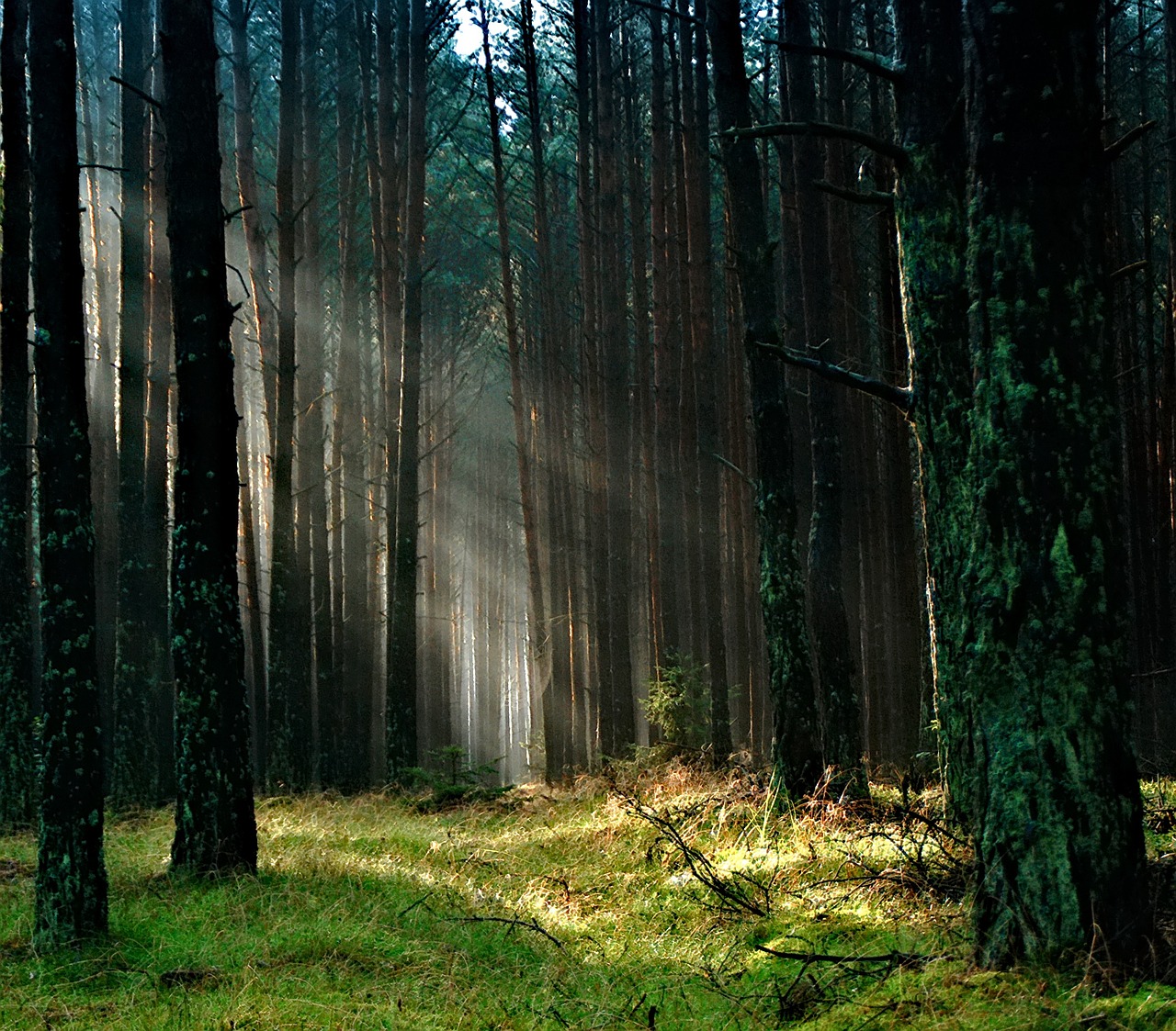 forest-g10d77e026_1280
