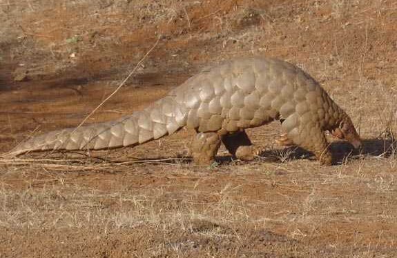 4anteater 4anteater