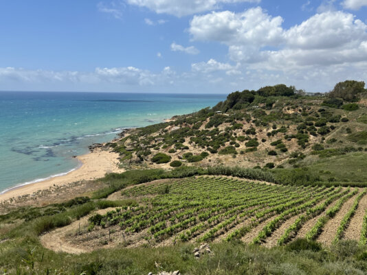 Vineyard in Settesoli