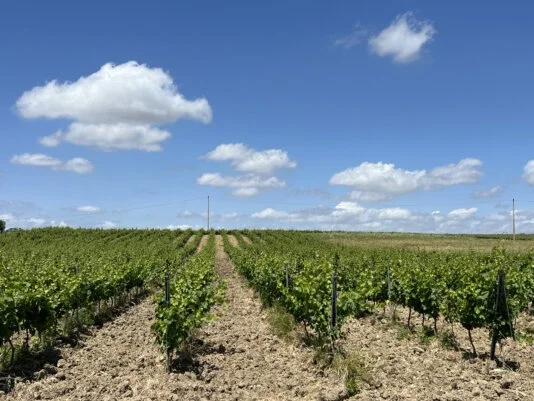 Vineyard in Settesoli
