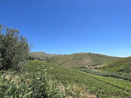 vineyard3