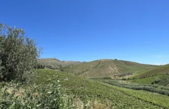 vineyard3