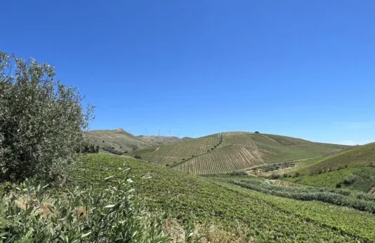 vineyard3