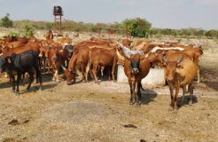 cows