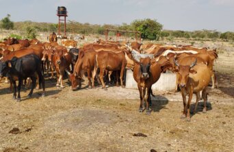 cows