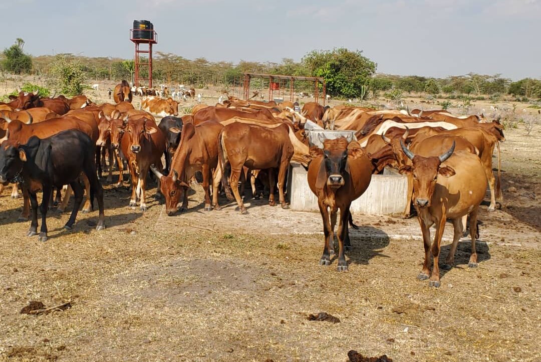cows