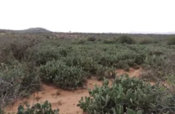 opuntia-stricta-invasion