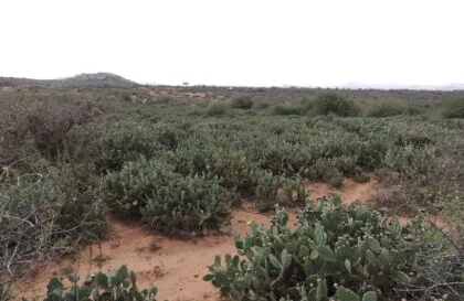 opuntia-stricta-invasion opuntia-stricta-invasion