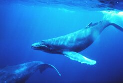 1024px-Humpback_whales_in_singing_position