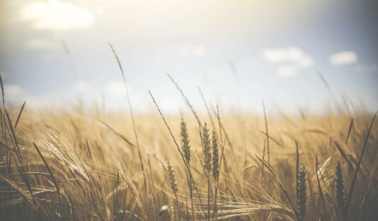 wheat-1845835_960_720